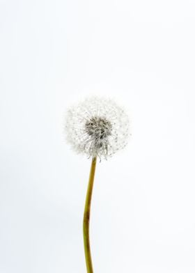 White Dandelion