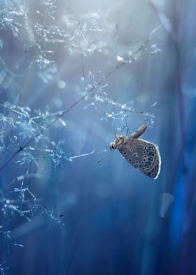 Blue icarus butterfly, lea