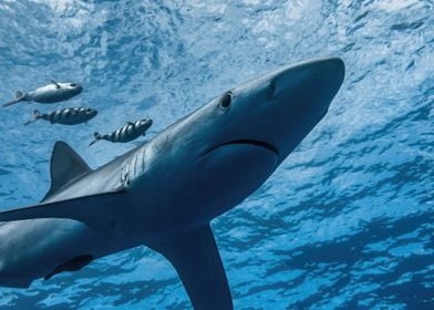 Blue Shark From Below