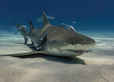 Relaxing Lemon Shark