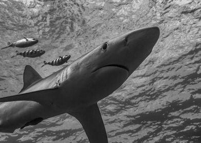 Blue Shark From Below