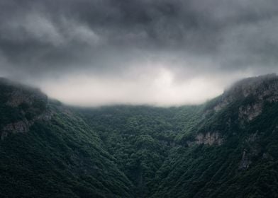 Forest with fog Iceland