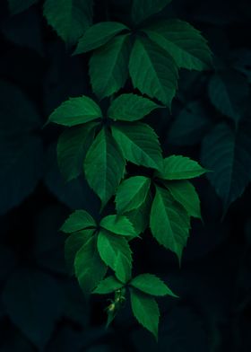 Green Leafed Plant