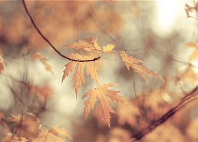 Maple leaf on a branch