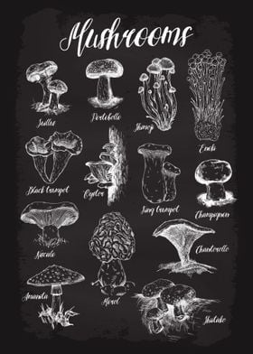 Mushrooms Guide Types