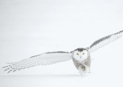 Flying Owl