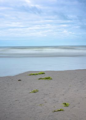 Seaweed Dreams