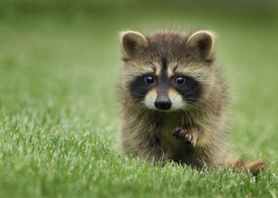 Raccoon