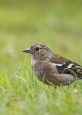 The Chaffinch