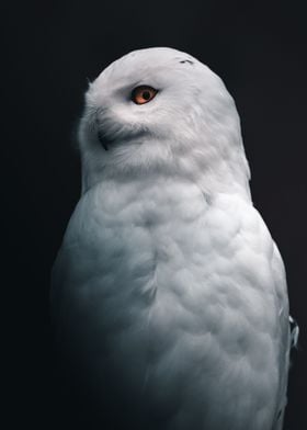 White Owl