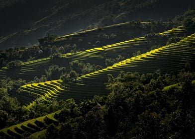 Rice terraces in Vietnam