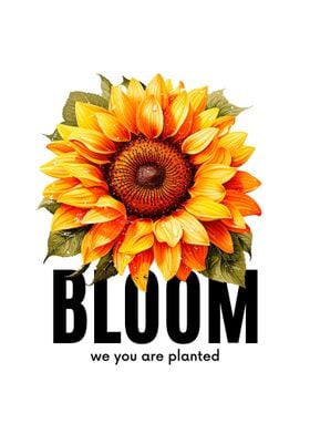 Grunge Sunflower Bloom