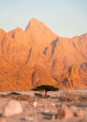 A tree in desert