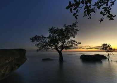 Sunset with tree in ocean