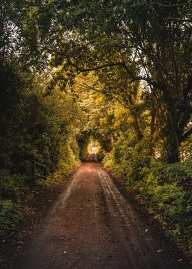 Golden Light Path