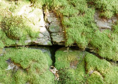 Moss wall