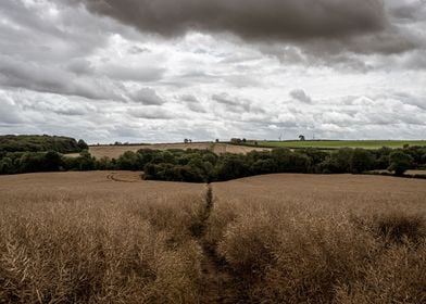 Dark Skies Over the Fields