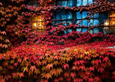 Autumn leaves on house