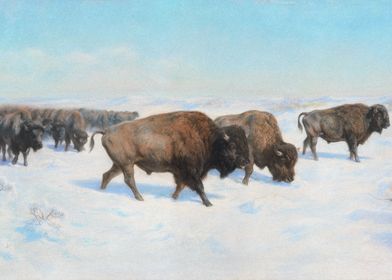 Bison Herd In Snow