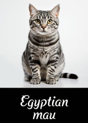 Egyptian mau