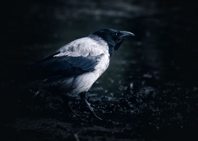 Crow at the beach