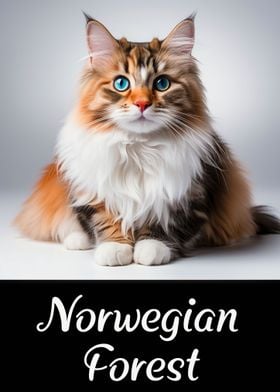 Norwegian Forest