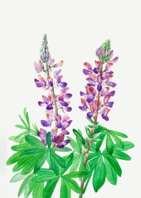 Lupine Lupinus fornosus