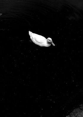 White Duck