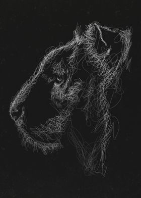 Lion white and black 