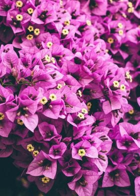 Pink Leafed Plants