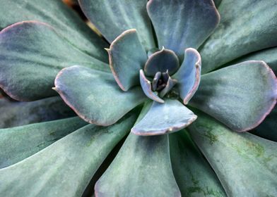 Succulent plant closeup 
