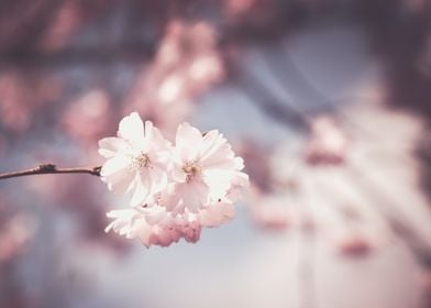 Cherry Blossom Flower