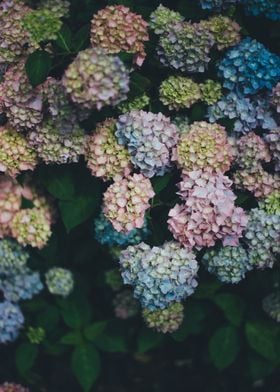 Multicolored Flowers