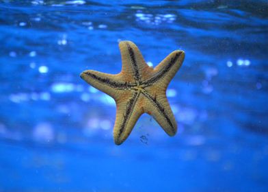Starfish Float