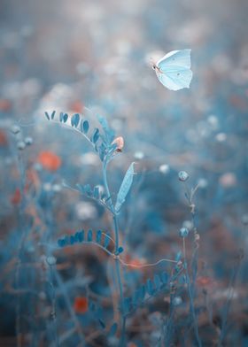 Butterfly, summer meadow