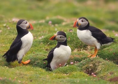 Meeting of puffins