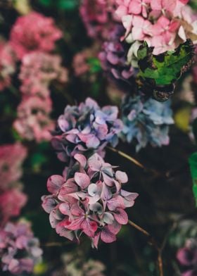 Purple petaled Flowers