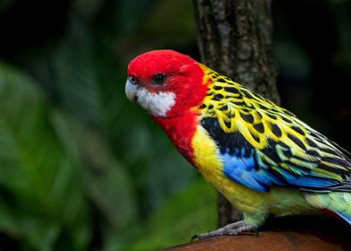 Red and Yellow Bird