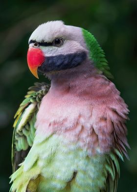 Bird on a Branch