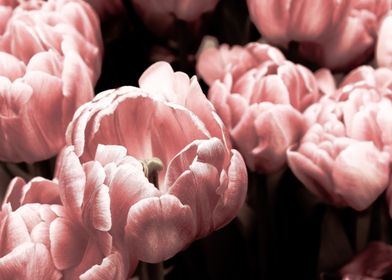 Pink Flowers