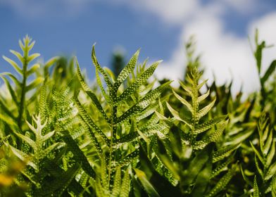 Green Leafed Plants