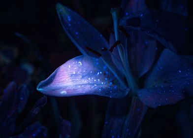 UV Fluorescent Lily 
