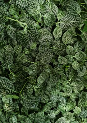 Green Leafed Plants