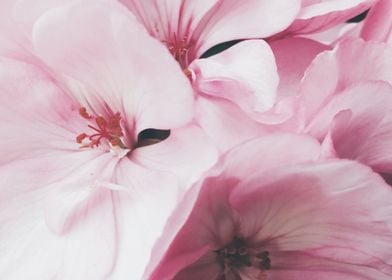 Pink Petaled Flowers