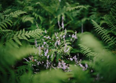 Showing Fern Plant