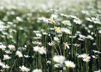 White Daisy Flower