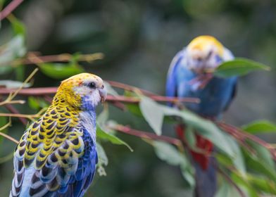 Bird on Tree