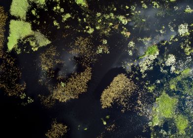Water Lilies In A Lake