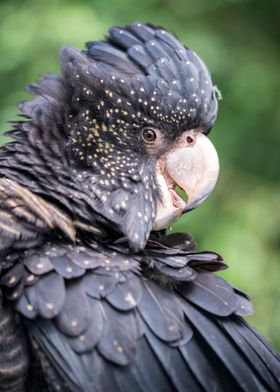 Bird in Close up