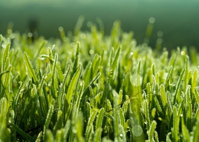 a Close up of Grass